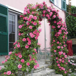 Fragrant Climbing Rose Live Plant, Well Rooted 5-9" Tall, No Leaf, Indoor Outdoor Climber, Rose Bush, Hybrid Tea Rose Like (Pink to Deep Pink)