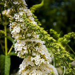 Pack 2 Butterfly Bushes Live Plant, Fragrant Buddleia Bush Shrub, 4 to 9 Inch Tall (White Blooms)