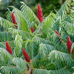 2 Rare Sumac Trees Live Plants Bare Roots, Dormant 1-2 Feet Tall, Hardy Shrub Fragrant Ground Cover for Landscaping