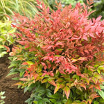 Dwarf Nandina Shrub, Dwarf Nandina Plant Live 6 to 9 Inch Tall in 2.5 Inc Pot, Ornamental Nandina Live Plant