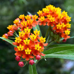 2 Tropical Milkweed Plants Live, 5-8 Inch Tall, Butterfly Milkweed Asclepias Tuberosa Plant for Perennial Flower
