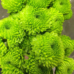 Chrysanthemum Plants Live 4 to 7 Inch Tall, Mums Live Plants, Vibrant Perennial Mum Plant for Planting in Garden (Green)