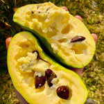 Pawpaw Tree Live Plant in Quart Pot, 6-12 Inches Tall, Hardy Paw Paw Fruit Tree for Planting Outdoors