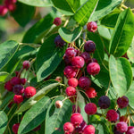 Serviceberry Tree Live Plant in Quart Pot, 10-16 Inches Tall, Serviceberry Plant for Outdoor Planting, Hardy Fruit and Ornamental Tree