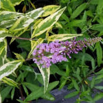 Pack 2 Butterfly Bushes Live Plant, Fragrant Buddleia Bush Shrub, 4 to 9 Inch Tall (Variegated Foliage)