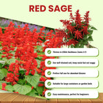 3 Bright Red Salvia Sage Plants 4–7" Tall, Perennial Live Flowering Garden Plants for Outdoor Growing, Vibrant Salvia Plant Starter