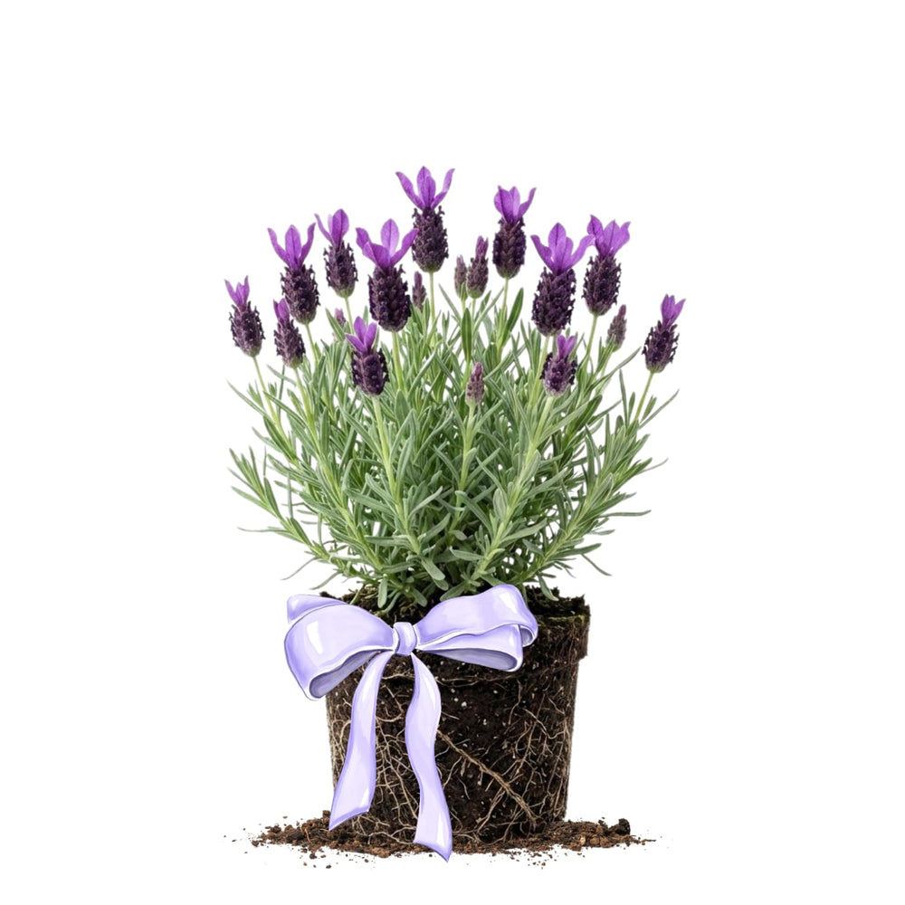 Lavender Plant Live, Purple Lavender Starter Plant 4-7'' Tall, Herb for Indoor Outdoor Planting
