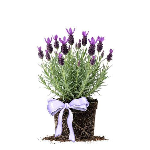 Lavender Plant Live, Purple Lavender Starter Plant 4-7'' Tall, Herb for Indoor Outdoor Planting