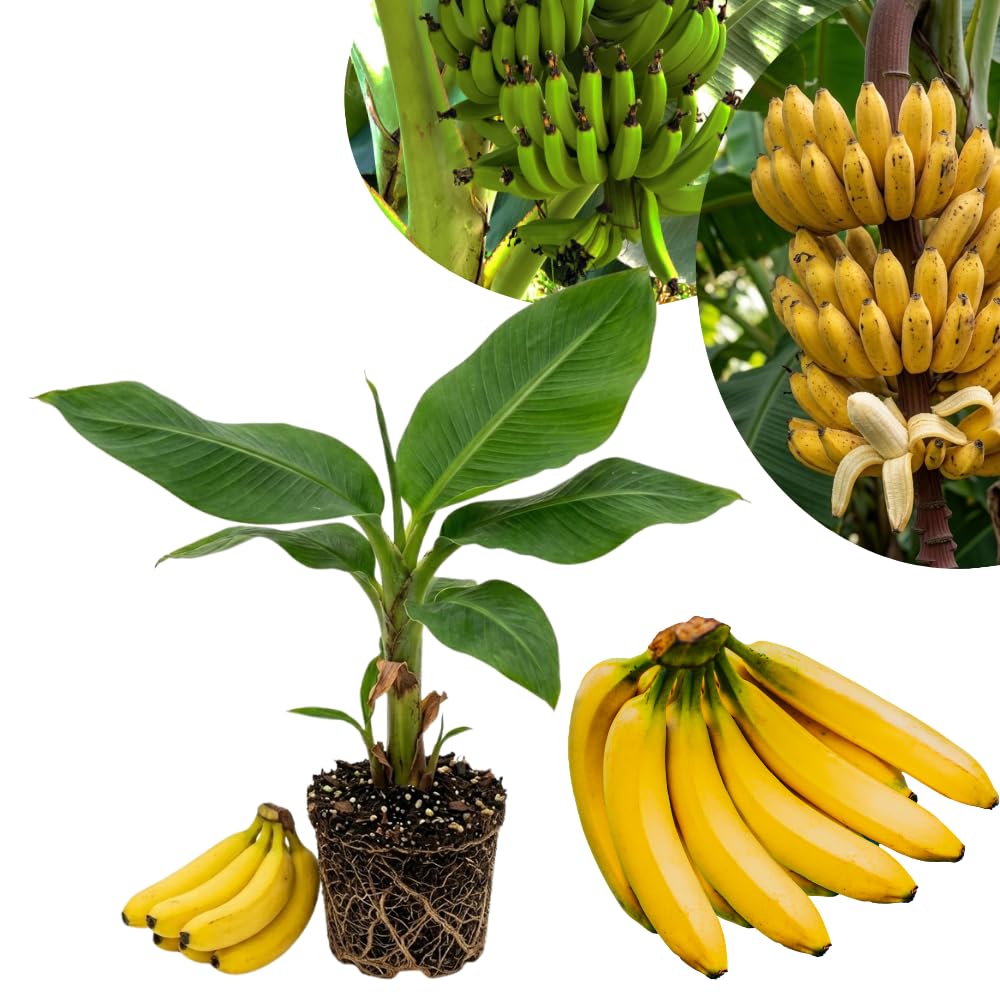 Dwarf Cavendish Banana Live Plant, Sweet Yellow Fruit Tree, 12 Inch Tall