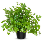 Set 3 Parsley Plants Live for Planting Garden, 4 to 6 Inc Tall, Vegetable Plant Live