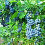 1 Blueberry Bush Live Plant 5 to 9 Inch Tall, Blueberry Plant Live for Planting, Sweet Blueberries Fruit Tree Live Plant (Jewel Blueberry)