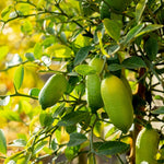 Green Finger Lime Citrus Tree Live in 1 Gallon Pot, Rare Lime Fruit Tree for Patio, Container Garden and Outdoor Growing, 1-2 Feet Tall