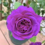 Climbing Roses Live Plants, Rose Bushes Ready to Planting, No Pot, Cut Back, Well Rooted, 6-8 Months Old (Purple)