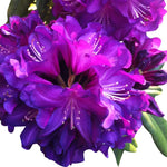 Purple Azalea Live Plant, Rhododendron Flowering Shrub for Outdoor Planting, 10 Inches Tall, Hardy Azalea Bush for Landscape and Garden