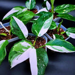 Philodendron Plant, Rare Houseplant Live Plant 5-9" Tall Grow Well in Indoor (White Philodendron)