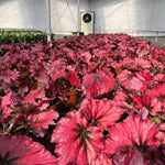 Set of 2 Begonia Angel Wing Maculata Live Plants, 5-9 Inch Tall, Red Polka Dot Begonia for Home and Garden Decor