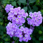 Purple Lantana Plants Live for Outdoor Planting, No Pot, 5-9 Inches Tall, Vibrant Color