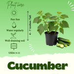 Cucumber Plants Live, 2 PPP Cucumber Vine Plants, 4-7 Inches Tall in 4" Pot