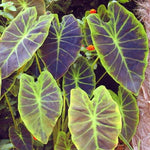 Colocasia Elephant Ears Live Plant, Alocasia Plant, Esculenta Taro Live Houseplant, 5-7 Inc Tall (Dark Leaf)