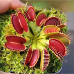 3 Red Venus Flytraps Plants Live, Starter Plants Fly Trap Dionaea Muscipula for Plantsing