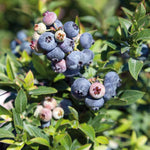 Pack 2 Blueberry Bush Live Plant, Blueberry Plants Live for Planting 5 to 9 Inch Height, Sweet Blueberries Tree Live Plant (Misty Blueberry)
