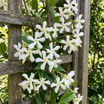 Star Jasmine Plant Live 4-7 Inches Tall, Fragrant Flowering Vine for Garden, Patio Containers and Indoor Growing