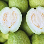 White Guava Plant, Fast Growing Sweet Guava Tree Live Plant for Edible Fruits and Tropical Landscaping, 10 Inc Tall