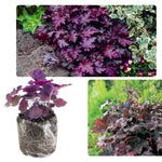 2-Pack Live Heuchera Coral Bells Plants, Deep Purple to Pink or Reddish-Brown Leaves, Vibrant Indoor Outdoor Planting