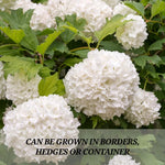 Old Snowball Viburnum Plant Live 4" Pot, Fragrant White Blooming Shrub 6-10 Inches, Viburnum Bush Ready to Grow