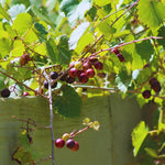 2 Muscadine Grape Vines Live Plants, Grape Plants Live for Planting, 4 to 7 Inc Tall