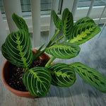 Lemon Lime Maranta Prayer Plant, Lemon Lime Prayer Plant, 4-6 Inch Tall, Rare Houseplant, Live House Plant for Home and Office Decoration
