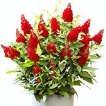 2 Butterfly Bush Live Plants, Red Buddleia Shrubs, 5–9 Inch Tall, Fragrant Flowering Shrubs, No Pot