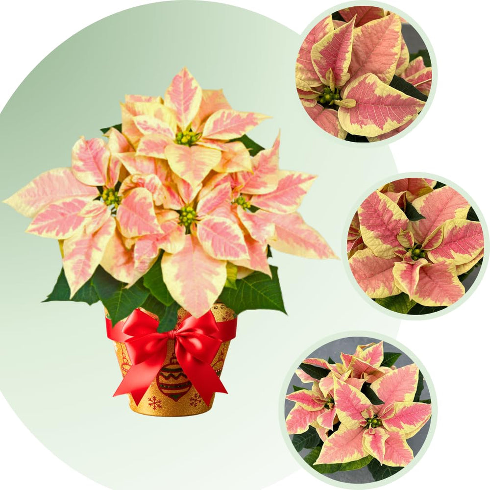 2 Multi Varieties Poinsettia Plants Live, Pink Cream Poinsettia Flowers for Holiday Christmas Gift, Decoration Houseplant 5-10" in Tall, No Pot