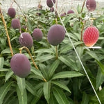 No CA, Grafted Mango Plant Live Tree, 2-3 Ft Tall in 3 Gallon Pot, High-Yielding for Spring Planting (Lemon)