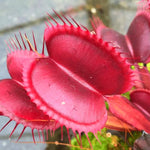 Pack 6 Short-Toothed Red Venus Flytraps Plants Live, Starter Plants Fly Trap Dionaea Muscipula for Growing