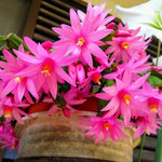 Easter Cactus Plants Live, Vibrant Color, Size 5-9" in Tall, No Pot, Spring Bloom Housplant Indoor Outdoor Succulent Cacti (Pink)