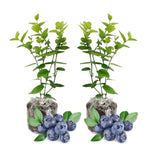 Pack 2 Blueberry Bush Live Plant, Blueberry Plants Live for Planting 5 to 9 Inch Height, Sweet Blueberries Tree Live Plant (Jewel Blueberry)
