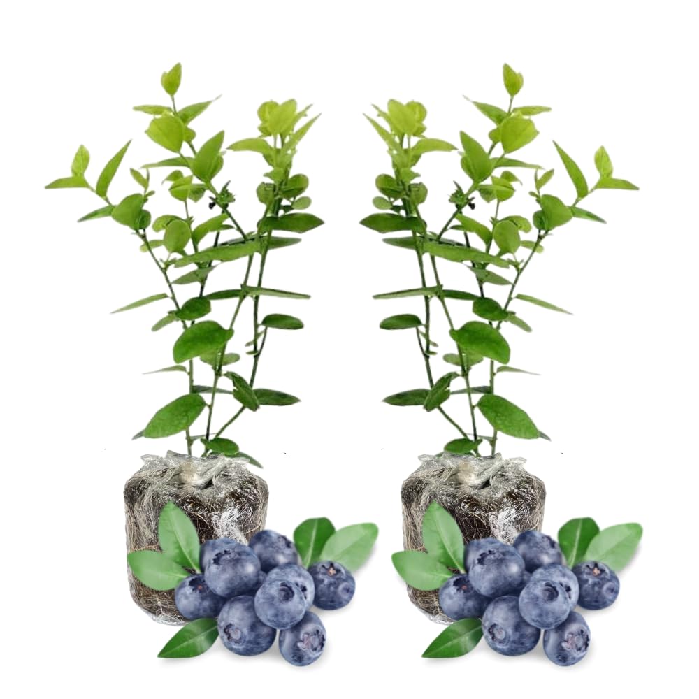 Pack 2 Blueberry Bush Live Plant, Blueberry Plants Live for Planting 5 to 9 Inch Height, Sweet Blueberries Tree Live Plant (Jewel Blueberry)
