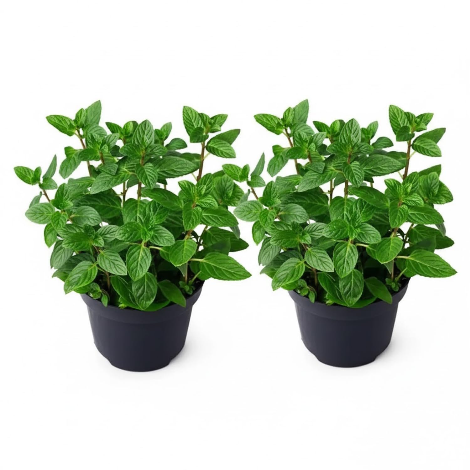 Set of 2 Peppermint Plants Live 4-6 Inches, Perennial Mint Plants, Fragrant Herbs for Growing Outdoor Indoor