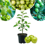 Live Granny Smith Apple Tree Plant 6-10 Inch Tall