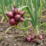 Set of 10 Walking Onion Bulbs, Egyptian Walking Onions Bulbs for Planting