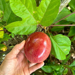 Purple Passion Fruit Plant Live 1.5-2 Feet Tall, Passiflora Edible Fruit Vine in Gallon Pot, Tropical Climbing Plant for Trellis, Garden or Patio