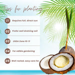 Yellow Coconut Sprouted Live Plant, 6-8 Inches Tall, Tropical Coconut Seedling for Outdoor Garden, Patio, Landscape and Container Growing