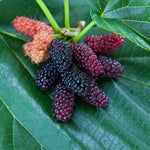 Mulberry Tree Live Plant 5 to 8 Inc Height, Sweet Mulberry Bush Live Plant, Mulberry Plant Live (Dwarf Mulberry)