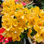 Bougainvillea Tree Live Plant, 5 to 9 Inches Tall, Outdoor Landscaping Trailing Flowering Vines for Trellis, Spring Garden (Yellow)
