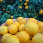 Live Grafted Meyer Lemon Citrus Tree, Edible Lemon Plant 2-3 Feet Tall in Pot, Well Rooted, Fragrant Yellow Fruit Tree for Home Garden