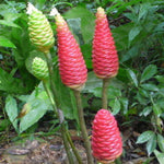 Set 8 Awapuhi Shampoo Ginger Roots, Zingiber Zerumbet Pinecone Ginger Lily Rhizomes
