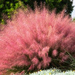 2 Muhly Grass Plants Live, 5-9 Inch Tall Hardy Ornamental Grass Live Plants for Landscaping and Borders (Ruby Muhly Grass)