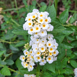 Live Lantana Plant, Perennial Lantana, Vibrant Flower Colors, 4 Inch Pot for Indoor or Outdoor Planting (White Flowers)