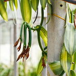 Variegated Vanilla Orchid Bean Plant - Live Vanilla Orchids for Indoor Outdoor Growing - 3 to 7 Inc Tall, No Pot